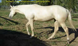 tenbobn_acre