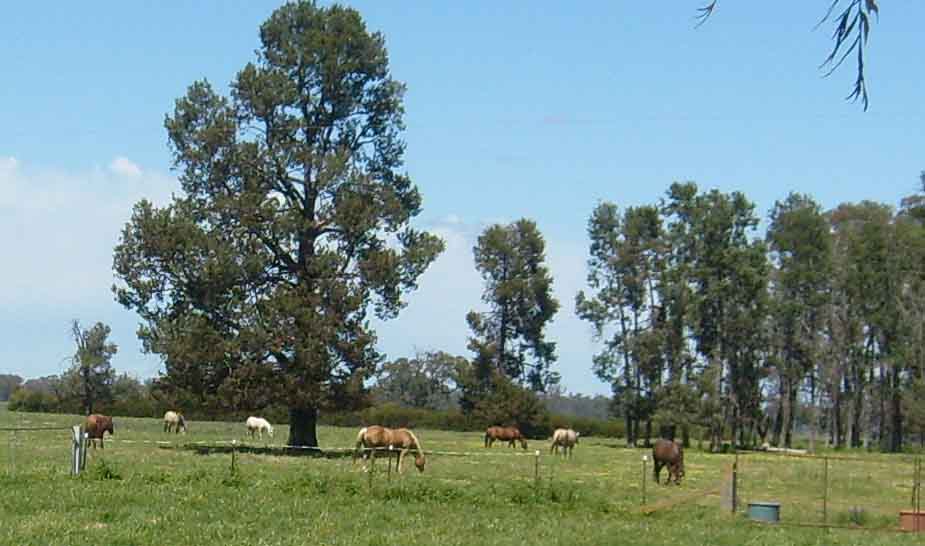 horses